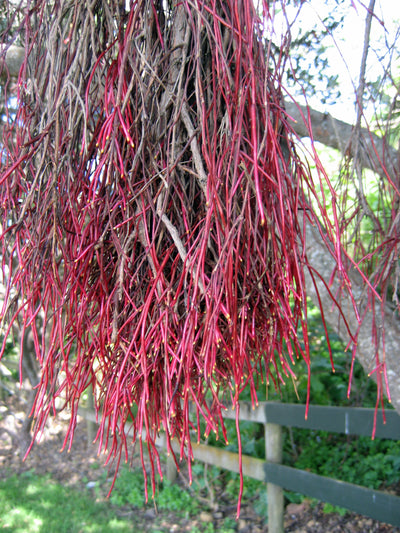 Aerial Roots